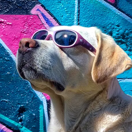 Glory, Emotional Support Animal